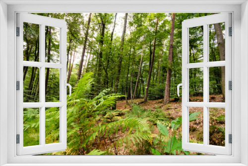 Fototapeta Naklejka Na Ścianę Okno 3D - Einladung zum Träumen: Wald mit Morgensonne :)