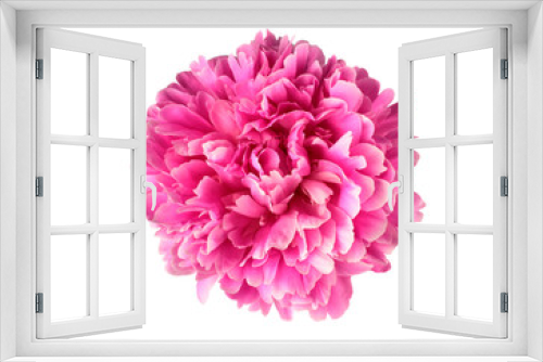 Fototapeta Naklejka Na Ścianę Okno 3D - Pink peony flower