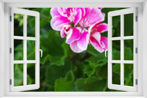 Fototapeta Naklejka Na Ścianę Okno 3D - bush rose geranium day on the street