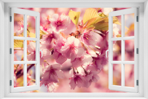 Fototapeta Naklejka Na Ścianę Okno 3D - Cherry blossoms