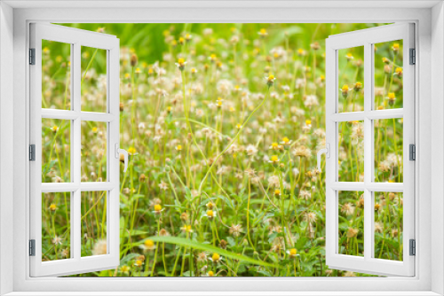 Fototapeta Naklejka Na Ścianę Okno 3D - Grass Flowers