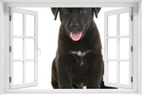 Fototapeta Naklejka Na Ścianę Okno 3D - Beautiful black labrador puppy sitting, isolated on a white