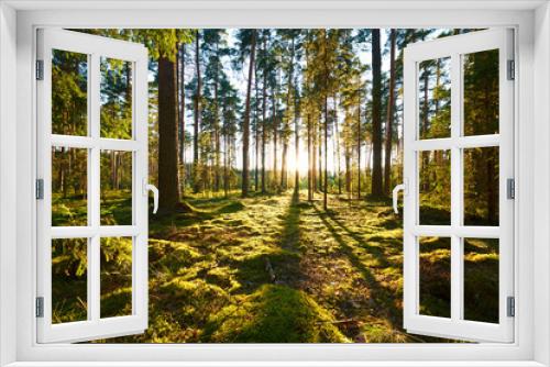 Fototapeta Naklejka Na Ścianę Okno 3D - Sunrise in pine forest