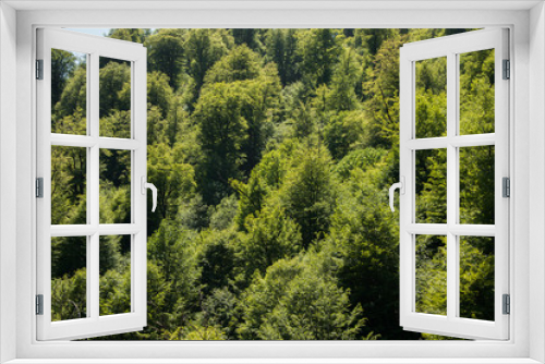 Fototapeta Naklejka Na Ścianę Okno 3D - Summer forest under the sun