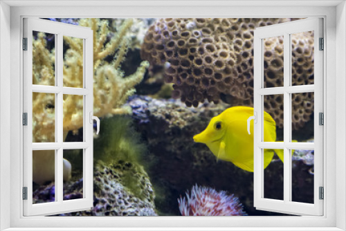 Fototapeta Naklejka Na Ścianę Okno 3D - Yellow Tang Tropical Fish