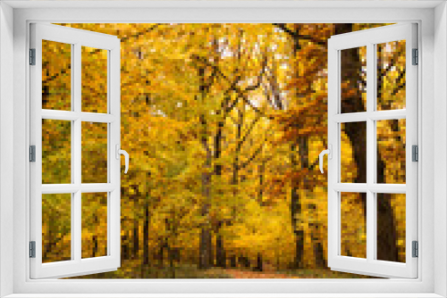 Fototapeta Naklejka Na Ścianę Okno 3D - Fall forest