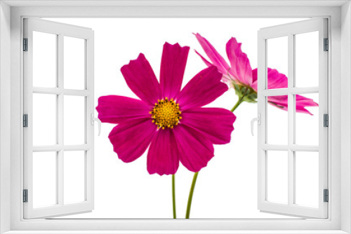 Fototapeta Naklejka Na Ścianę Okno 3D - Purple cosmos flower