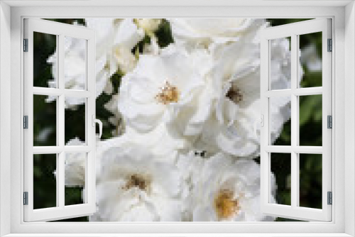 Fototapeta Naklejka Na Ścianę Okno 3D - White Roses on the Branch in the Garden