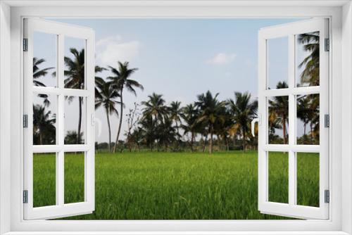 Fototapeta Naklejka Na Ścianę Okno 3D - Rice field with Coconut Tree