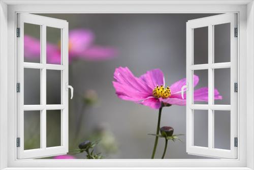 Fototapeta Naklejka Na Ścianę Okno 3D - Comos flowers