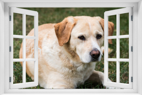 Fototapeta Naklejka Na Ścianę Okno 3D - Cane labrador