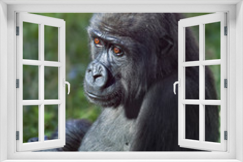 Fototapeta Naklejka Na Ścianę Okno 3D - Side face portrait of a young gorilla male on green background. The little great ape is going to be the most mighty and biggest monkey of the primate world. Wild beauty of the nature. Square image.