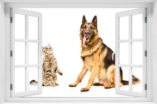 Fototapeta Naklejka Na Ścianę Okno 3D - German Shepherd dog  and cat Scottish Straight 
