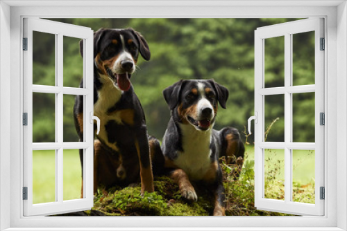 Fototapeta Naklejka Na Ścianę Okno 3D - Entlebucher Mountain Dog