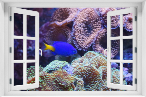 Fototapeta Naklejka Na Ścianę Okno 3D - Aquarium fish blue color