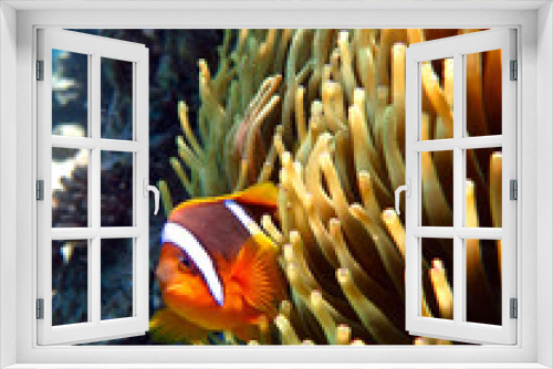 Fototapeta Naklejka Na Ścianę Okno 3D - clown fish and anemone