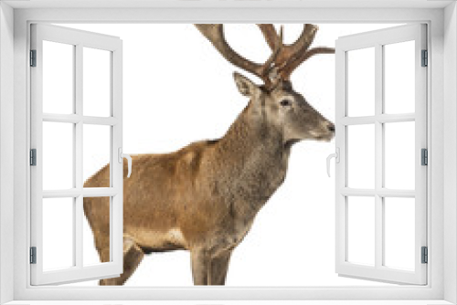 Fototapeta Naklejka Na Ścianę Okno 3D - Red deer stag in front of a white background