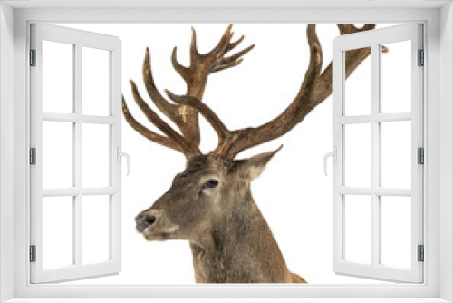 Fototapeta Naklejka Na Ścianę Okno 3D - Close-up of a Red deer stag in front of a white background