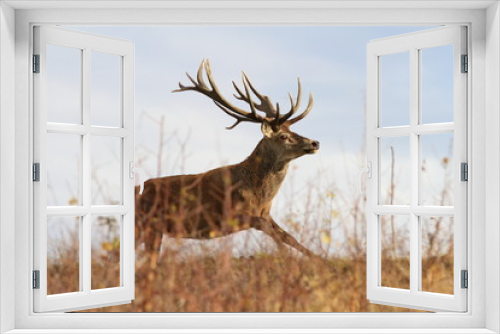 Fototapeta Naklejka Na Ścianę Okno 3D - beautiful red deer stag on the run