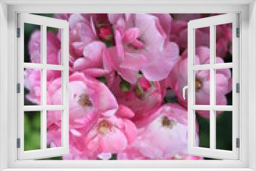 Fototapeta Naklejka Na Ścianę Okno 3D - Meraviglioso fiore rosa