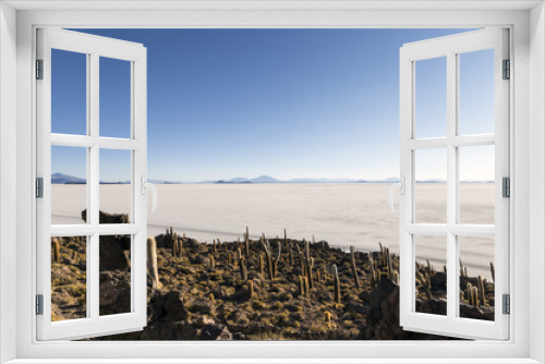 Fototapeta Naklejka Na Ścianę Okno 3D - Cactus