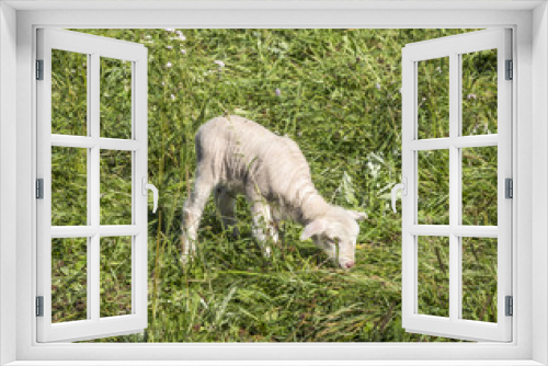 Fototapeta Naklejka Na Ścianę Okno 3D - Flock of sheep on a green pasture suggesting organic grown farm