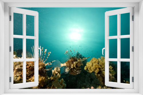 Fototapeta Naklejka Na Ścianę Okno 3D - common lionfish (pterois miles)