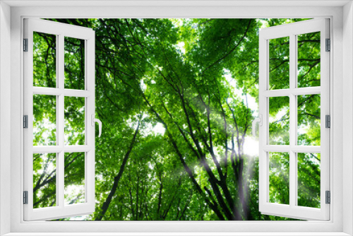 Fototapeta Naklejka Na Ścianę Okno 3D - Green forest background