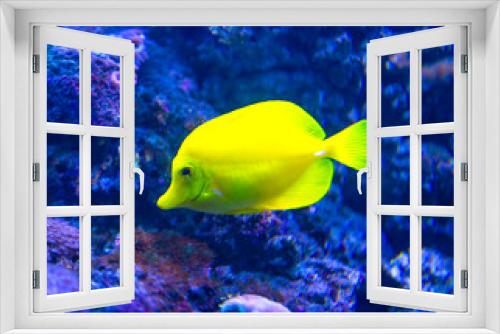 Fototapeta Naklejka Na Ścianę Okno 3D - Colorful fish in aquarium 