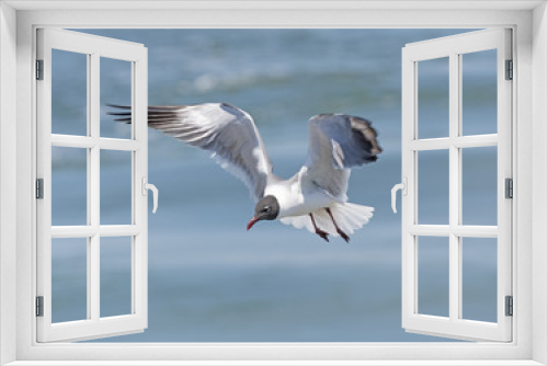 Fototapeta Naklejka Na Ścianę Okno 3D - Laughing Gull in Flight