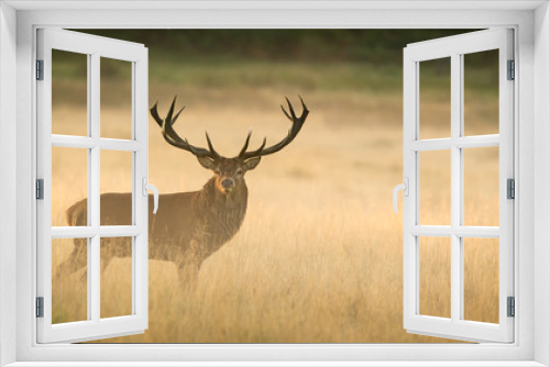 Fototapeta Naklejka Na Ścianę Okno 3D - Red Deer Stag at dawn
