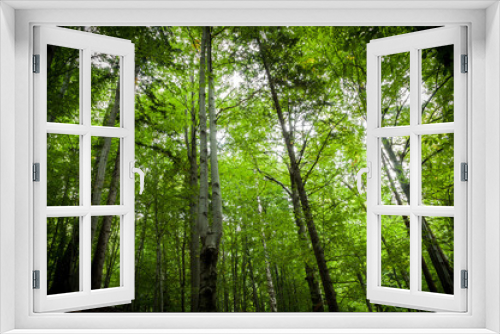 Fototapeta Naklejka Na Ścianę Okno 3D - high forest 1aaa