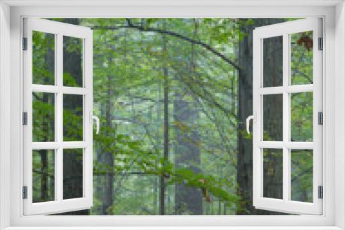 Fototapeta Naklejka Na Ścianę Okno 3D - Old oaks in autumnal misty forest