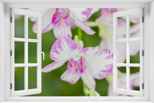 Fototapeta Naklejka Na Ścianę Okno 3D - Beautiful Orchid in garden,colorful orchid.
