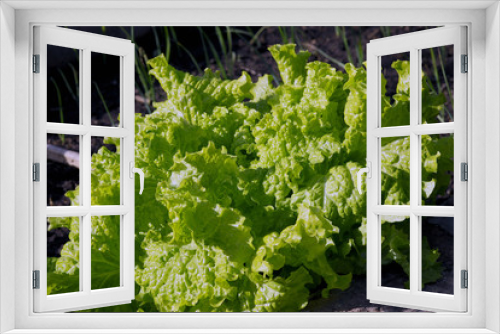 Fototapeta Naklejka Na Ścianę Okno 3D - organic lettuce