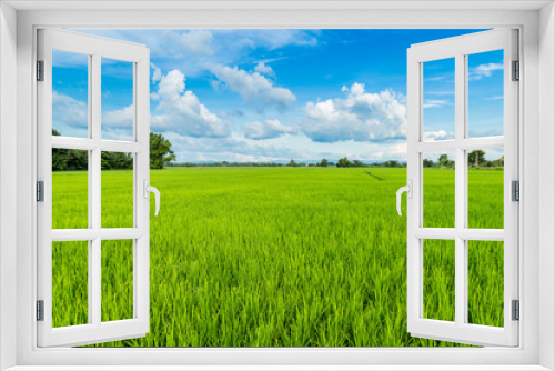 Fototapeta Naklejka Na Ścianę Okno 3D - paddy rice and rice field with blue sky