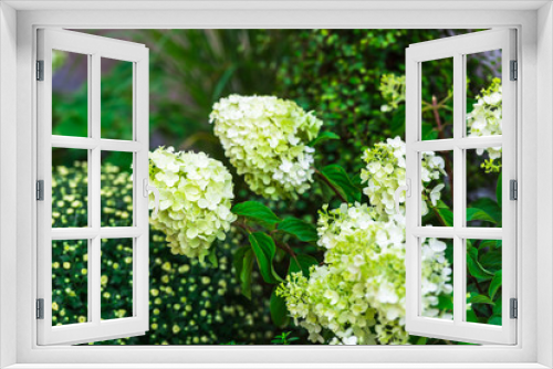 Fototapeta Naklejka Na Ścianę Okno 3D - White hydrangea flowers bush in the garden