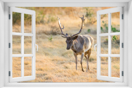 Fototapeta Naklejka Na Ścianę Okno 3D - Wild Fallow Buck