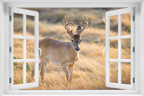 Fototapeta Naklejka Na Ścianę Okno 3D - Wild Deer buck