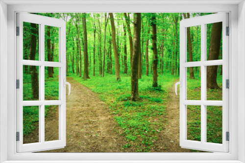 Fototapeta Naklejka Na Ścianę Okno 3D -  forest
