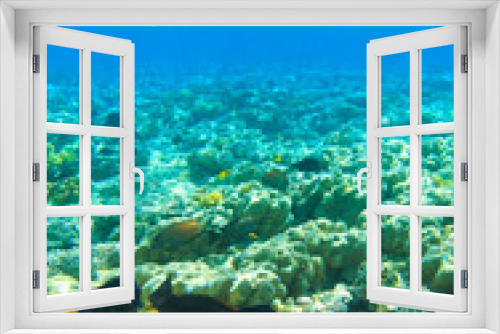 Fototapeta Naklejka Na Ścianę Okno 3D - underwater scene with copy space