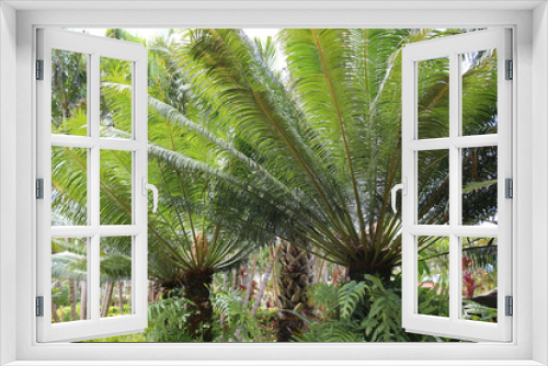 Fototapeta Naklejka Na Ścianę Okno 3D - Gum palm