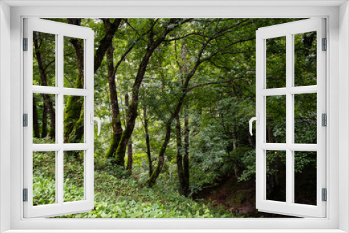 Fototapeta Naklejka Na Ścianę Okno 3D - nice forest