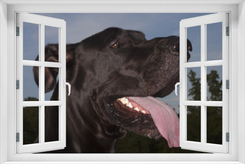 Fototapeta Naklejka Na Ścianę Okno 3D - Outside dog