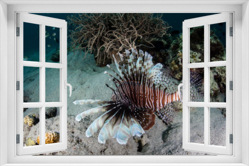 Fototapeta Naklejka Na Ścianę Okno 3D - Lionfish and Long Spines
