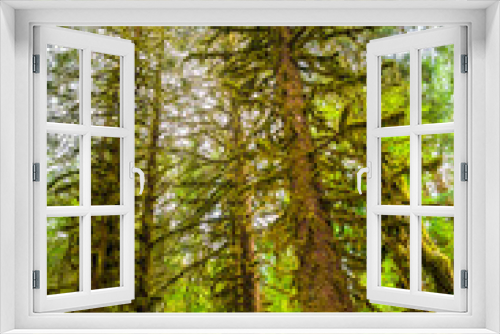 Fototapeta Naklejka Na Ścianę Okno 3D - Hoh rain forest in Olympic national park, Washington