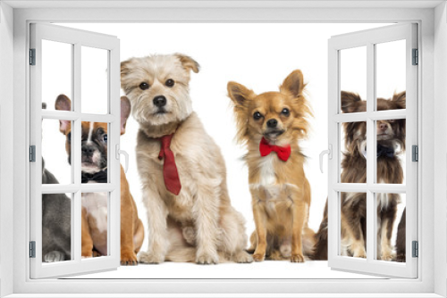 Fototapeta Naklejka Na Ścianę Okno 3D - Group of dogs and cats in front of a white background