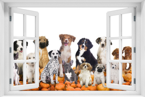 Fototapeta Naklejka Na Ścianę Okno 3D - Big group of dogs sitting on pumpkins