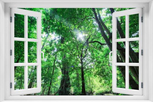 Fototapeta Naklejka Na Ścianę Okno 3D - ropical rain forest, selva