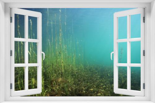 Fototapeta Naklejka Na Ścianę Okno 3D - underwater scenery in the river diving